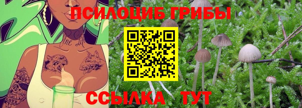 Псилоцибиновые грибы Cubensis Котельники